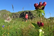 25 Genziana porporina (Gentiana purpurea)